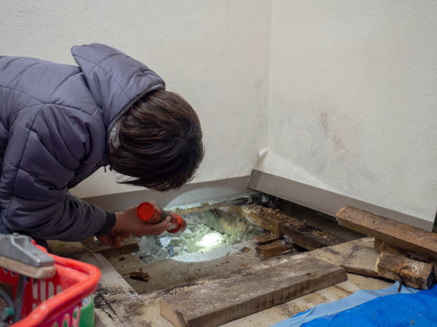Best Basement Mold Removal  in Vernon Hls, IL